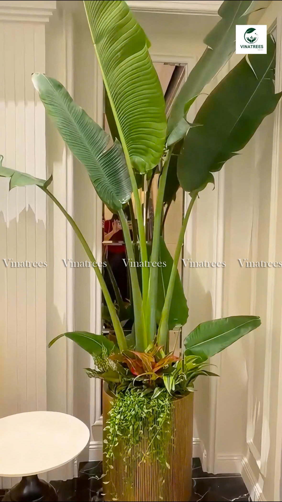 Vinatrees trang trí cây xanh văn phòng tại nhà hàng Cửu Vân Long Quận Đống Đa Hà Nội